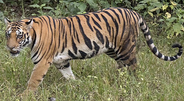 Explore Things To Do In Ranthambore For A Memorable Wildlife Experience